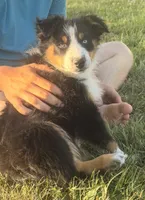 Sophie , a female Australian Shepherd for sale in North Branch, MI – 4 of 10