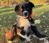 Penny, a female Australian Shepherd for sale in North Branch, MI – 2 of 10