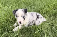 Lily, a female Australian Shepherd for sale in North Branch, MI – 5 of 6