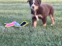 Charlie, a male Australian Shepherd for sale in North Branch, MI – 5 of 5