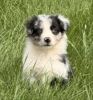 Remi, a male Australian Shepherd for sale in North Branch, MI – 5 of 7