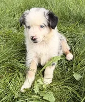 Finn, a male Australian Shepherd for sale in North Branch, MI – 3 of 6