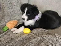 Lucy, a female Australian Shepherd for sale in North Branch, MI – Photo 2 of 8