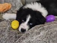 Lucy, a female Australian Shepherd for sale in North Branch, MI – Photo 8 of 8