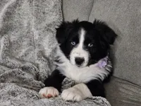 Lucy, a female Australian Shepherd for sale in North Branch, MI – Photo 7 of 8