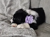 Lucy, a female Australian Shepherd for sale in North Branch, MI – Photo 4 of 8