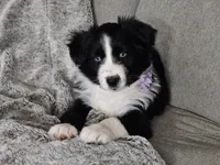 Lucy, a female Australian Shepherd for sale in North Branch, MI – Photo 6 of 8