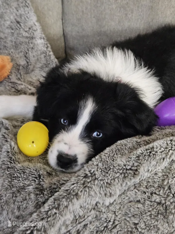 Lucy – Australian Shepherd puppy for sale in North Branch, MI