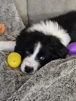 Lucy, a female Australian Shepherd for sale in North Branch, MI – Photo 1 of 8