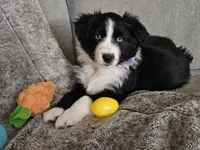 Lucy, a female Australian Shepherd for sale in North Branch, MI – Photo 3 of 8