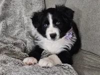 Lucy, a female Australian Shepherd for sale in North Branch, MI – Photo 5 of 8