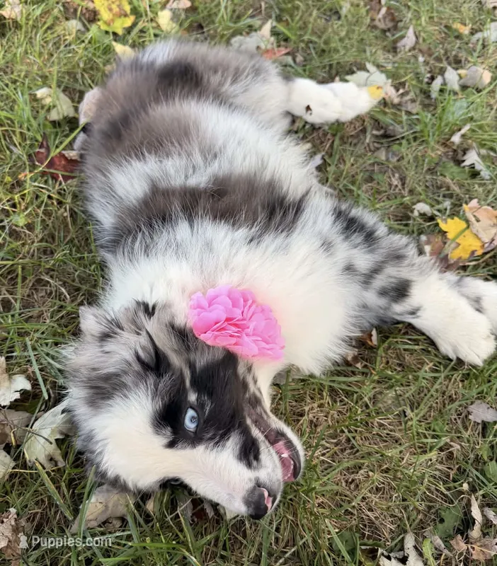 Ruby – Australian Shepherd puppy for sale in North Branch, MI