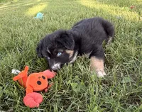 Mandy, a female Australian Shepherd and German Shepherd Dog for sale in North Branch, MI – 8 of 10