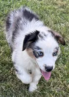Milo, a male Australian Shepherd for sale in North Branch, MI – 2 of 2
