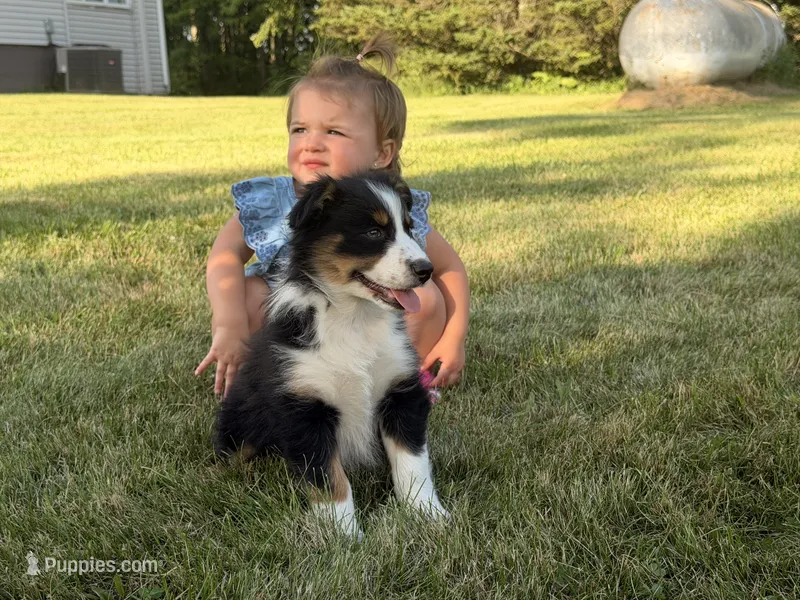 Sophie  – Australian Shepherd puppy for sale in North Branch, MI