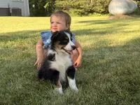 Sophie , a female Australian Shepherd for sale in North Branch, MI – 1 of 10