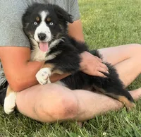 Ollie, a male Australian Shepherd for sale in North Branch, MI – 5 of 8
