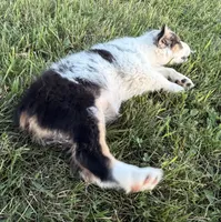 Pearl, a female Australian Shepherd for sale in North Branch, MI – 4 of 10