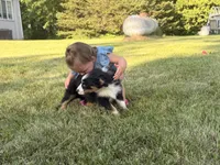 Sophie , a female Australian Shepherd for sale in North Branch, MI – 7 of 10
