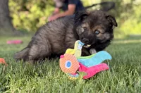Blue , a male Australian Shepherd and German Shepherd Dog for sale in North Branch, MI – 5 of 10