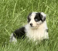 Remi, a male Australian Shepherd for sale in North Branch, MI – 7 of 7
