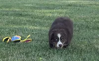 Penny , a female Australian Shepherd for sale in North Branch, MI – 2 of 10