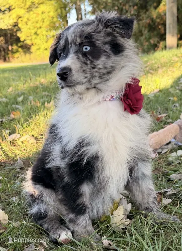 Lucy – Australian Shepherd puppy for sale in North Branch, MI