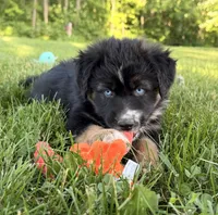 Mandy, a female Australian Shepherd and German Shepherd Dog for sale in North Branch, MI – 3 of 10