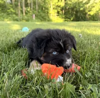 Mandy, a female Australian Shepherd and German Shepherd Dog for sale in North Branch, MI – 6 of 10