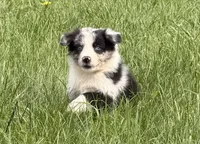Remi, a male Australian Shepherd for sale in North Branch, MI – 4 of 7