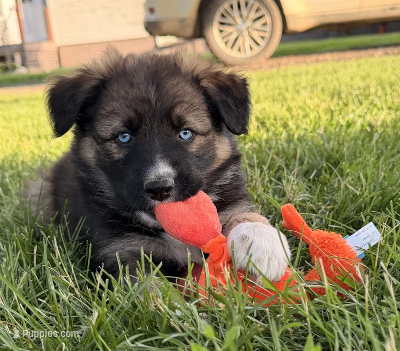 Dolly – Australian Shepherd, German Shepherd Dog puppy for sale in North Branch, MI