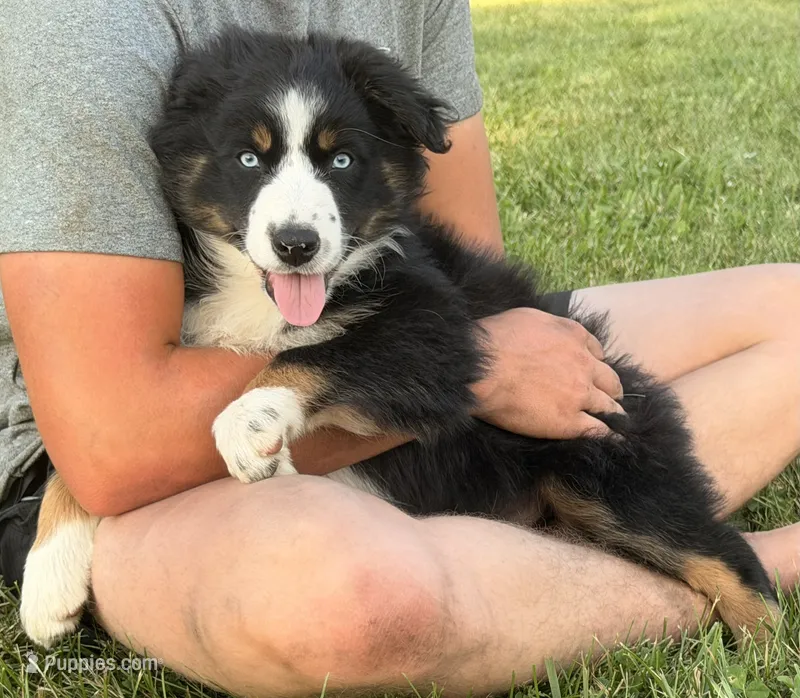 Ollie – Australian Shepherd puppy for sale in North Branch, MI