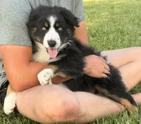Ollie, a male Australian Shepherd for sale in North Branch, MI – 1 of 8
