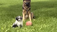 Lucy, a female Australian Shepherd for sale in North Branch, MI – 10 of 10