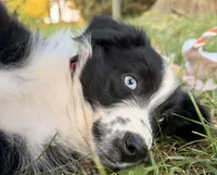 Percy, a male Australian Shepherd for sale in North Branch, MI – 4 of 9