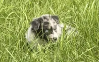 Lucy, a female Australian Shepherd for sale in North Branch, MI – 2 of 10