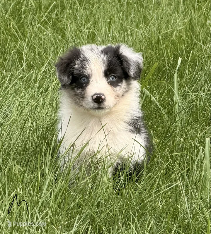 Remi – Australian Shepherd puppy for sale in North Branch, MI