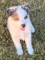 Pearl, a female Australian Shepherd for sale in North Branch, MI – 3 of 10