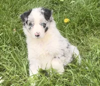 Lily, a female Australian Shepherd for sale in North Branch, MI – 3 of 6