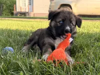 Dolly, a female Australian Shepherd and German Shepherd Dog for sale in North Branch, MI – 3 of 10