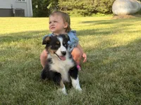 Sophie , a female Australian Shepherd for sale in North Branch, MI – 6 of 10