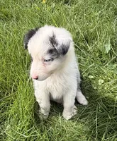 Mandy, a female Australian Shepherd for sale in North Branch, MI – 8 of 8