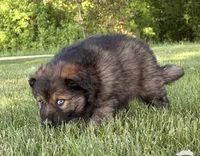 Blue , a male Australian Shepherd and German Shepherd Dog for sale in North Branch, MI – 4 of 10