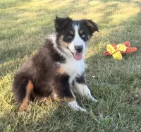 Sophie , a female Australian Shepherd for sale in North Branch, MI – 10 of 10