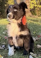 Penny, a female Australian Shepherd for sale in North Branch, MI – 7 of 10