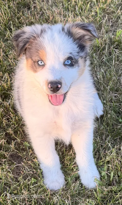 Pearl – Australian Shepherd puppy for sale in North Branch, MI