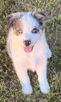 Pearl, a female Australian Shepherd for sale in North Branch, MI – 1 of 10