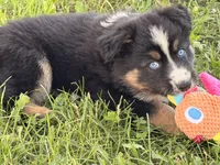 Penny, a female Australian Shepherd and German Shepherd Dog for sale in North Branch, MI – 6 of 10