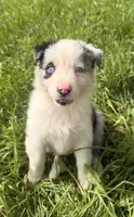 Mandy, a female Australian Shepherd for sale in North Branch, MI – 2 of 8