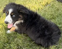 Ollie, a male Australian Shepherd for sale in North Branch, MI – 8 of 8